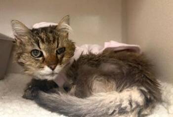 Domestic Long Hair Cats Available for Adoption in Buena Vista, Colorado - Maribelle | PetCurious