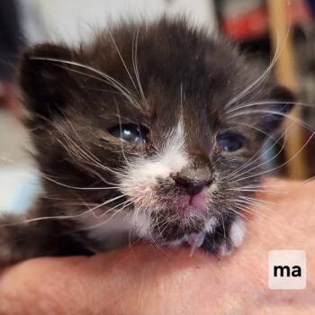 B - Stanley -  Domestic Short Hair Cat for Adoption in Arizona City, Arizona - B - Stanley | PetCurious