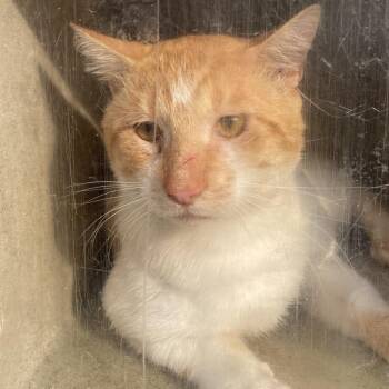 Cinnamon 18 -  Domestic Short Hair Cat for Adoption in Philadelphia, Pennsylvania - Cinnamon 18 | PetCurious