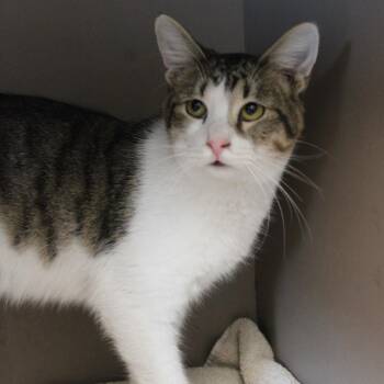 Domestic Short Hair Cats Available for Adoption - Chip | PetCurious