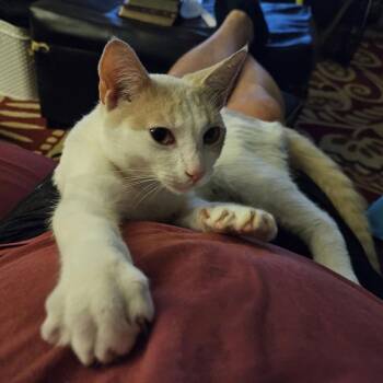 Domestic Short Hair Cats Available for Adoption - Garfield ( SC) | PetCurious