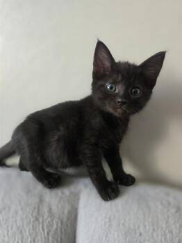 YAZU -  Domestic Short Hair Cat for Adoption in Albuquerque, New Mexico - YAZU | PetCurious