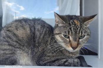 Domestic Short Hair Cats Available for Adoption in Bendersville, Pennsylvania - Xavier | PetCurious