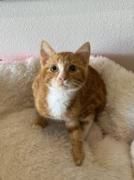 Big Max -  Domestic Short Hair Cat for Adoption in Newberg, Oregon - Big Max | PetCurious