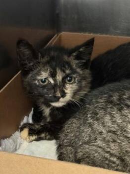 Esther -  Domestic Short Hair Cat for Adoption in West Chester, Pennsylvania - Esther | PetCurious