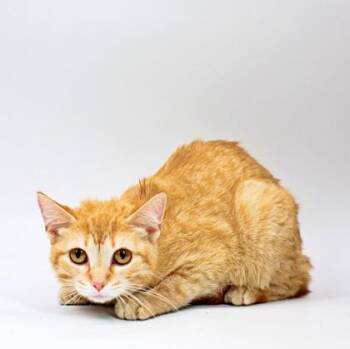 Domestic Short Hair Cats Available for Adoption in Morton Grove, Illinois - Polly | PetCurious