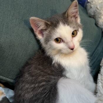 Charlie (was Kermit) -  Domestic Short Hair Cat for Adoption in Grantsville, Utah - Charlie (was Kermit) | PetCurious