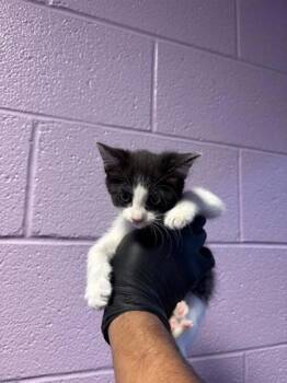 Checkers -  Domestic Short Hair Cat for Adoption in El Paso, Texas - Checkers | PetCurious