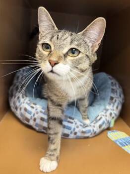 Domestic Short Hair Cats Available for Adoption in Seneca, South Carolina - Brooke $50 @ Petsmart | PetCurious