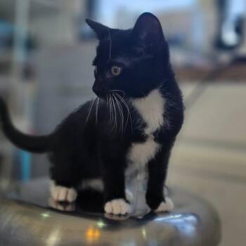 Domestic Short Hair Cats Available for Adoption - Zoro | PetCurious