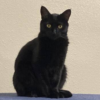 Sassafras "Sassy" and Sunshine -  Domestic Short Hair Cat for Adoption in Liverpool, Texas - Sassafras "Sassy" And Sunshine | PetCurious