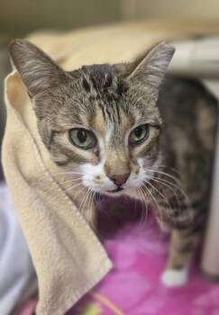 Domestic Short Hair Cats Available for Adoption in Westland, Michigan - Baily | PetCurious
