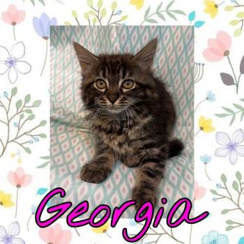 Domestic Long Hair Cats Available for Adoption in Royse City, Texas - Georgia | PetCurious