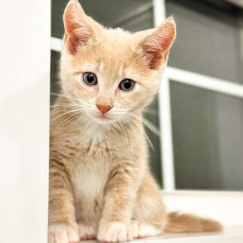Domestic Short Hair Cats Available for Adoption in Eagle Mountain, Utah - Star Lord Jessup | PetCurious
