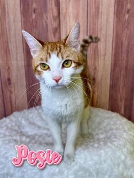Domestic Short Hair Cats Available for Adoption - Posie | PetCurious