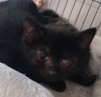 Rye -  Domestic Short Hair Cat for Adoption in Portland, Indiana - Rye | PetCurious