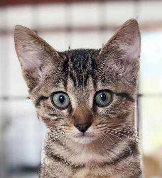 Tabby -  Egyptian Mau Cat for Adoption in Horseshoe Bend, Arkansas - Tabby | PetCurious