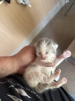 TULIP -  Domestic Short Hair Cat for Adoption in Louisville, Kentucky - TULIP | PetCurious