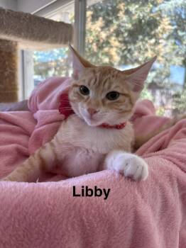 Libby -  Tabby Cat for Adoption in Oakley, California - Libby | PetCurious