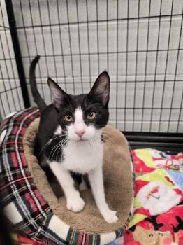 Sweetie -  Domestic Short Hair Cat for Adoption in Wellington, Kansas - Sweetie | PetCurious