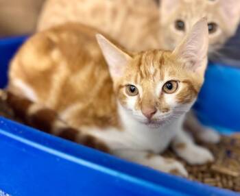 Stewart -  Domestic Short Hair Cat for Adoption in Danielsville, Georgia - Stewart | PetCurious