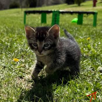 Domestic Short Hair Cats Available for Adoption in Columbia, Missouri - Sketch | PetCurious