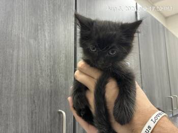 CALLEY -  Domestic Long Hair Cat for Adoption in Ocala, Florida - CALLEY | PetCurious