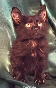 Rescue Domestic Short Hair Cats for Adoption in El Dorado, Arkansas - Tacoma Lewis | PetCurious