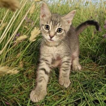 CALCIFER -  Domestic Short Hair Cat for Adoption - CALCIFER | PetCurious