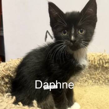 Rescue Domestic Medium Hair Cats for Adoption in Silver Spring, Maryland - Daphne | PetCurious
