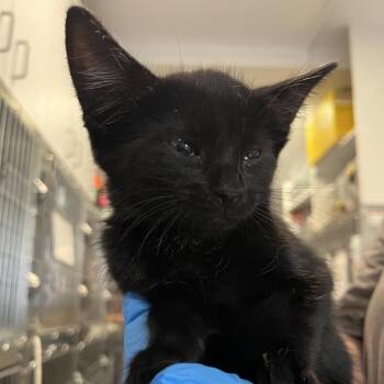 Aladdin -  Domestic Short Hair Cat for Adoption in Los Angeles, California - Aladdin | PetCurious