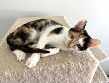 Tiny (A140303) -  Calico Cat for Adoption in Burbank, California - Tiny (A140303) | PetCurious
