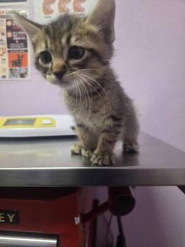 61563071 -  Domestic Short Hair Cat for Adoption in El Paso, Texas - 61563071 | PetCurious