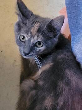 Marble -  Domestic Short Hair Cat for Adoption in Salisbury, North Carolina - Marble | PetCurious