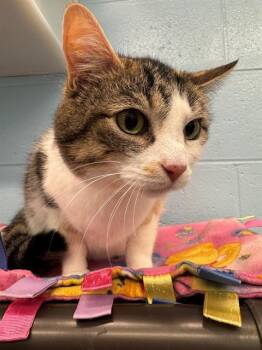 SNOWBALL -  Domestic Short Hair Cat for Adoption in Peoria, Illinois - SNOWBALL | PetCurious