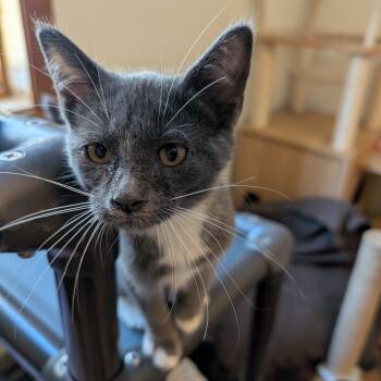 Rescue Domestic Short Hair Cats for Adoption in Manistique, Michigan - Dorothy | PetCurious