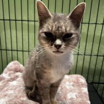 Kwik Trip -  Domestic Short Hair Cat for Adoption in Minneapolis, Minnesota - Kwik Trip | PetCurious