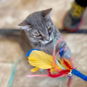 Rosie -  Domestic Short Hair Cat for Adoption in Colorado Springs, Colorado - Rosie | PetCurious