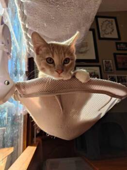 Prairie -  Domestic Short Hair Cat for Adoption in Topeka, Kansas - Prairie | PetCurious