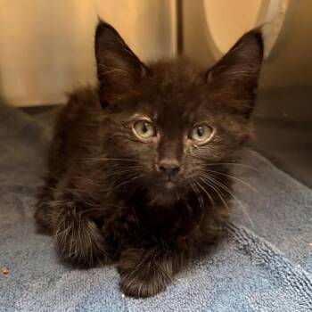 Koa -  Domestic Medium Hair Cat for Adoption in Walnut Creek, California - Koa | PetCurious