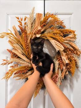 Poppy -  Domestic Short Hair Cat for Adoption in Goodyear, Arizona - Poppy | PetCurious