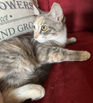 Trinity -  Domestic Medium Hair Cat for Adoption in Oviedo, Florida - Trinity | PetCurious