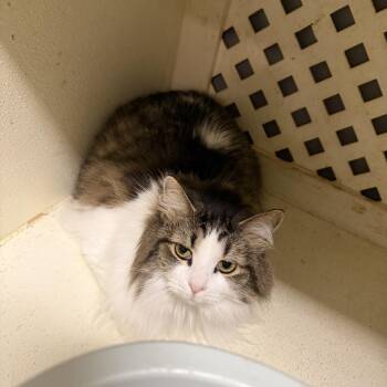 Domestic Long Hair Cats Available for Adoption in Dyersburg, Tennessee - Coco | PetCurious