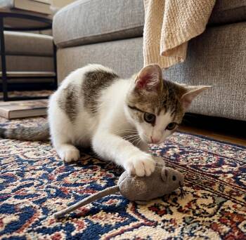 Jenni -  American Shorthair Cat for Adoption in Union City, New Jersey - Jenni | PetCurious