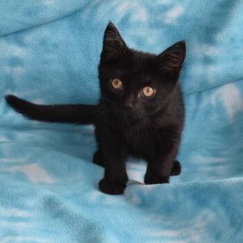 Domestic Short Hair Cats Available for Adoption in Eureka, California - Strider | PetCurious
