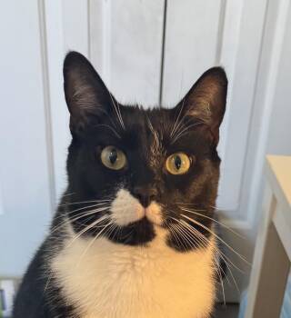Mr. Sandman -  Domestic Short Hair Cat for Adoption in Clayton, North Carolina - Mr. Sandman | PetCurious