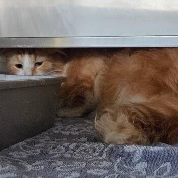 Domestic Short Hair Cats Available for Adoption in Bristol, Indiana - Haggis: Working Cat, Adoption Fee Waived! | PetCurious