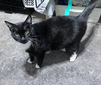 Rescue Domestic Short Hair Cats for Adoption in Philadelphia, Pennsylvania - Fire Willows | PetCurious