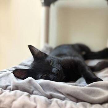 Phoebe -  Domestic Short Hair Cat for Adoption in Oakland, California - Phoebe | PetCurious