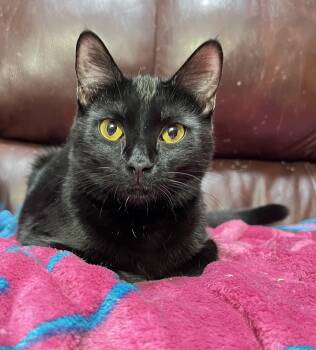 Rescue Domestic Short Hair Cats for Adoption in Mesa, Arizona - Molly | PetCurious